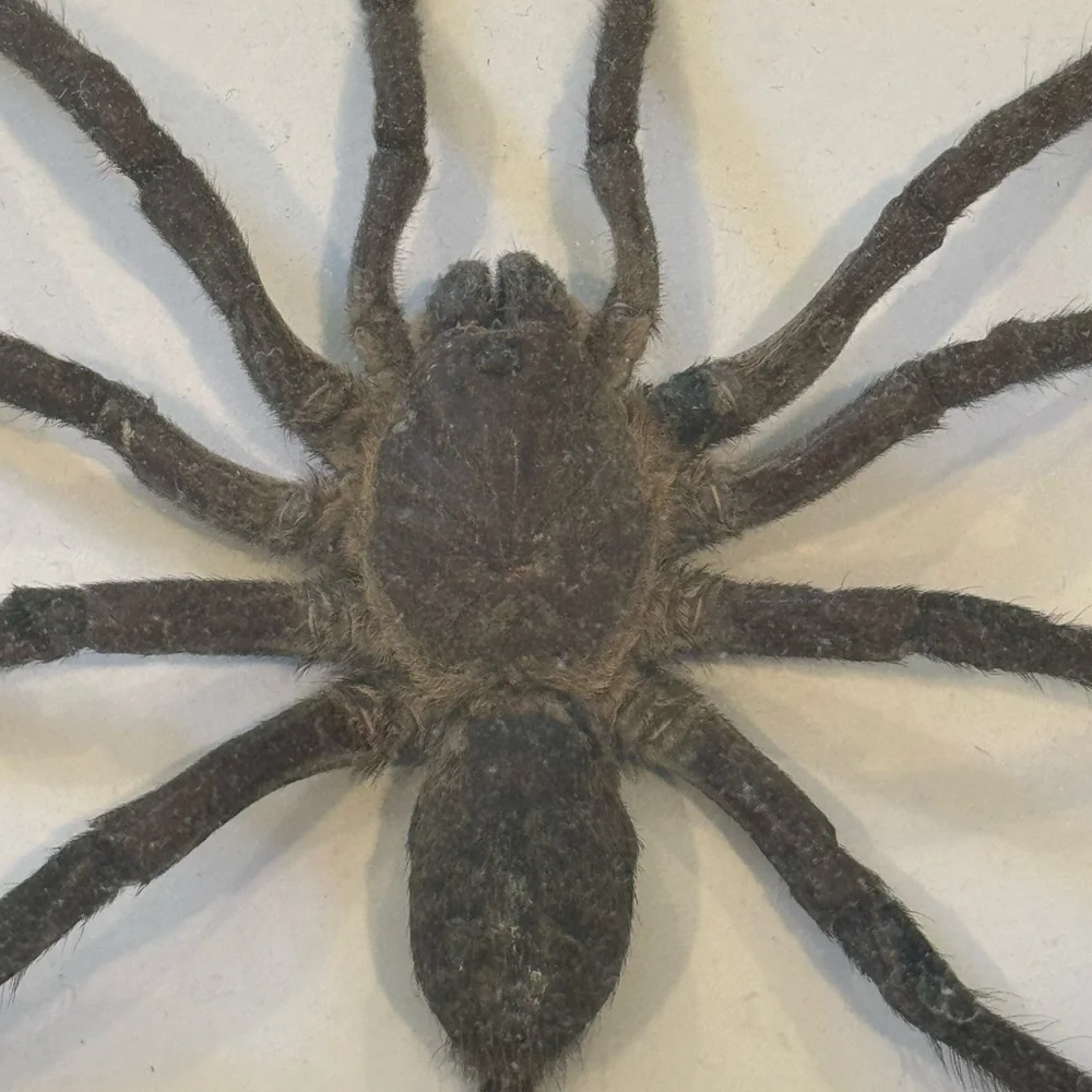 Large Spider taxidermy - Picture 4 of 5